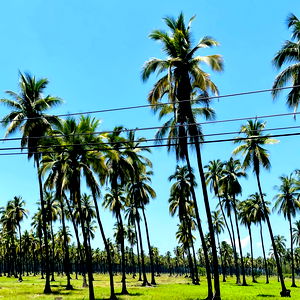 Eduardo Cortรฉs photo