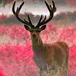 Kleirton Almeida photo