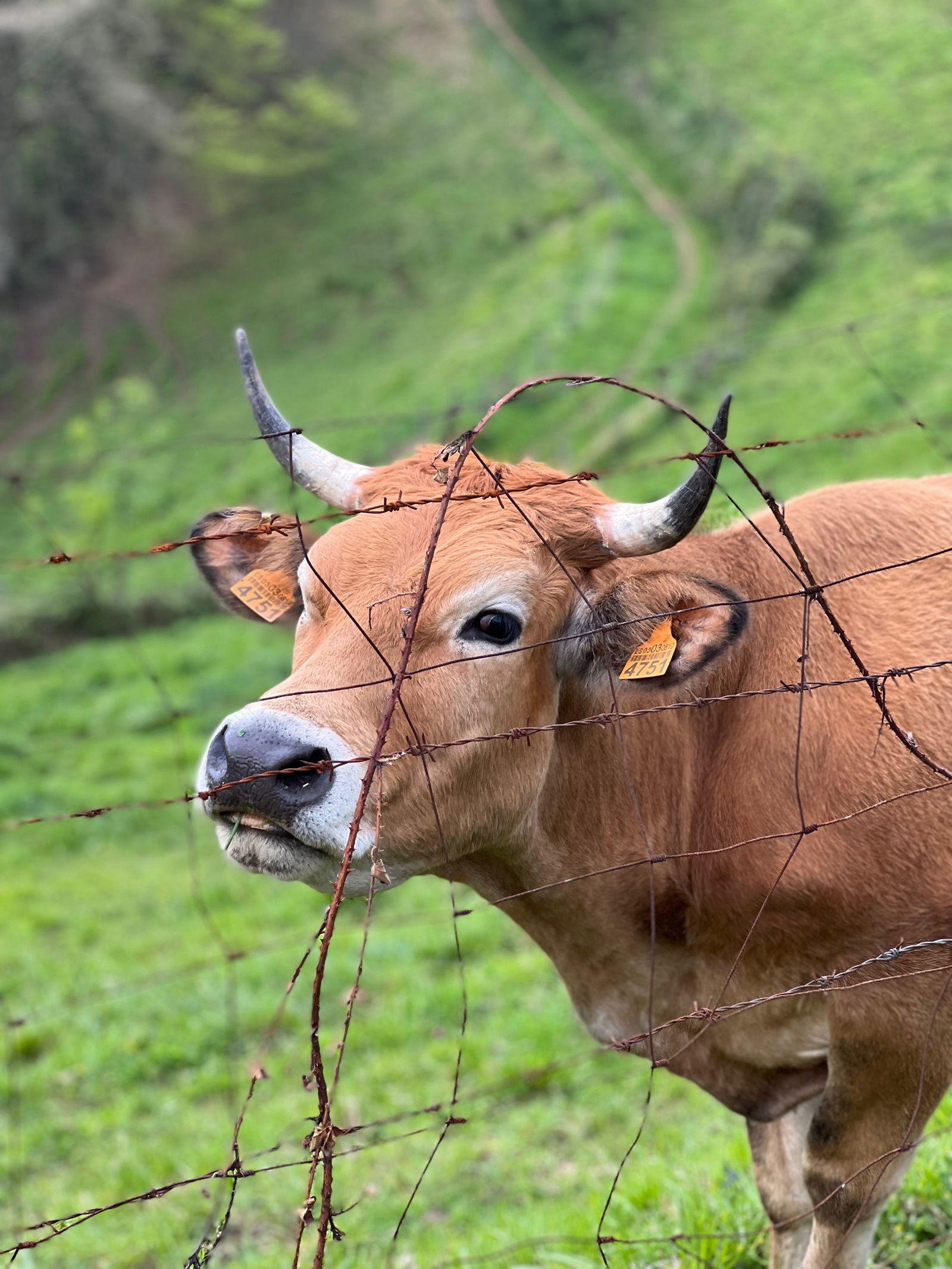 caritoysuaparato photo