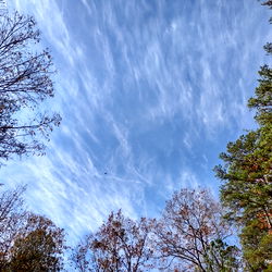 A Cloudy Day in a Forest