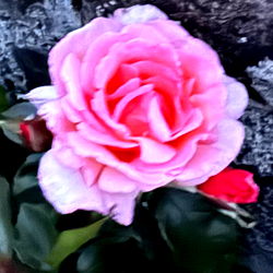 Bright Pink Flower in Bloom