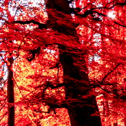 ๐ค Ares ๐ค photo