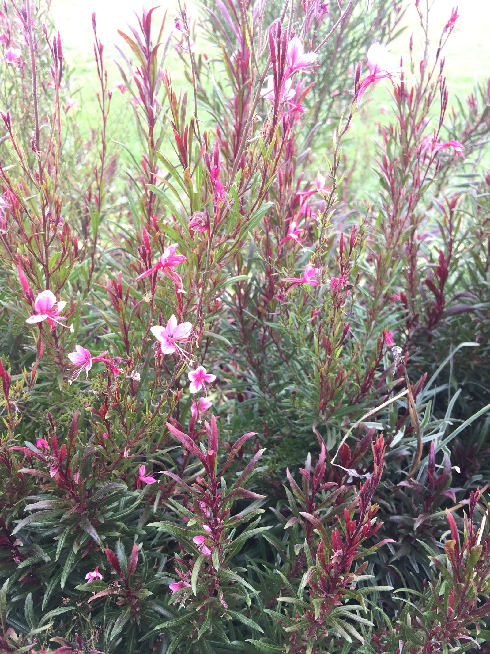 MistressMischief photo