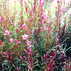 MistressMischief photo