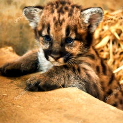 Arizona Cub Model Photos: The Majestic Wild