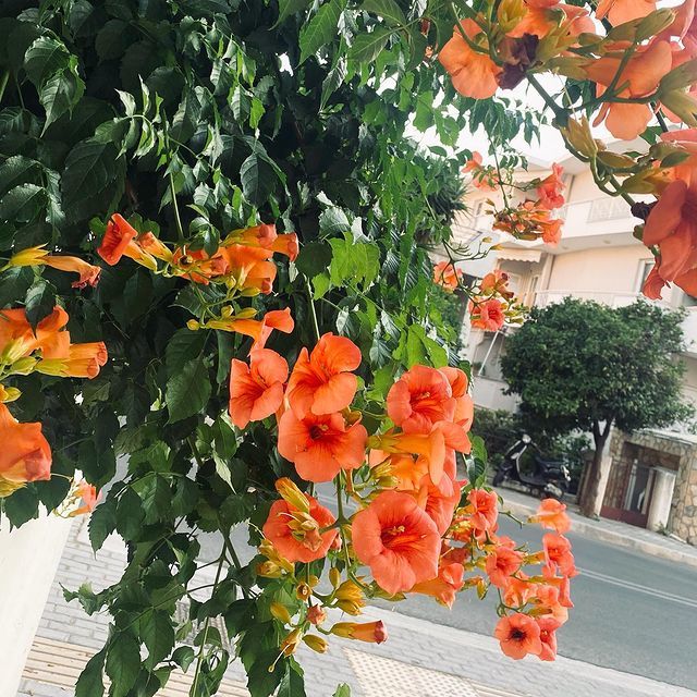 Alice in Wonderland photo