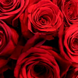 Vibrant Bouquet of Red Roses