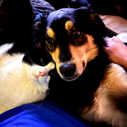 Dog Mom's Companions