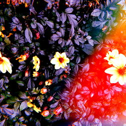 ๐420 with Aurora๐ฎ photo