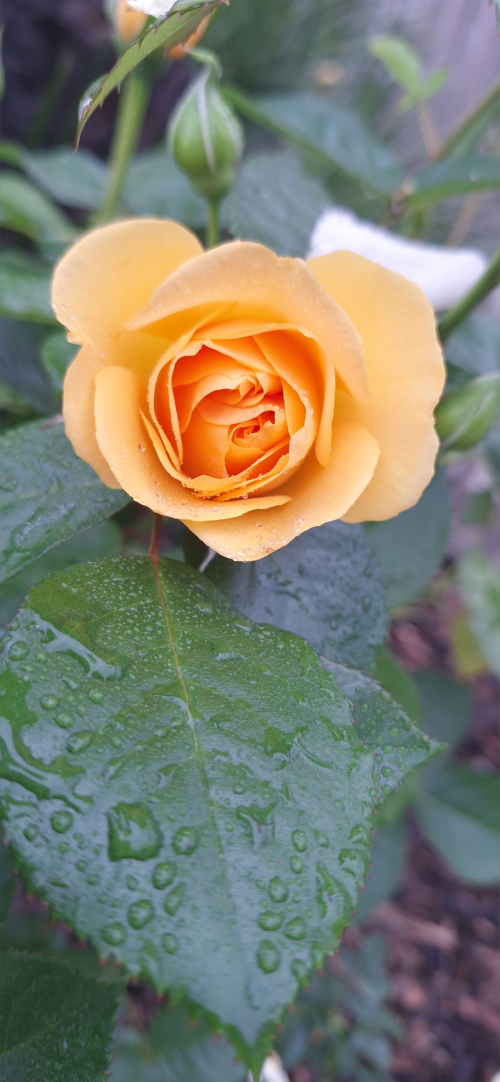 GoddessOfGreen photo