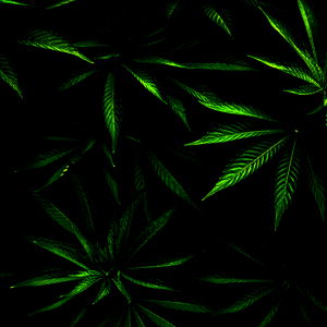 AppleDragon420 photo