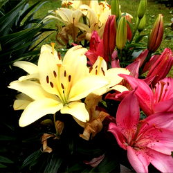 โก ๐๐ฎ๐ต๐ฎ๐ท๐ช โก photo