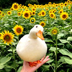 Any Orange ๐ photo