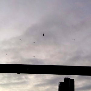 Manuel Vega Orellana photo