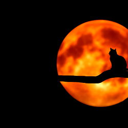 Striking Full Moon Silhouette with Cat and House