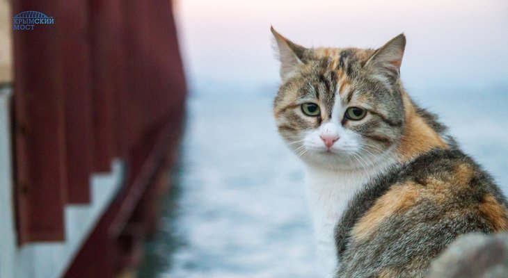 akamif-16832314 photo