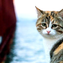 akamif-16832314 photo