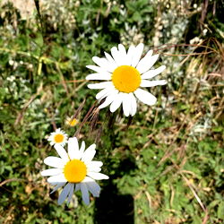 𝔄𝔪𝔶 𝔍𝔬𝔞𝔫 FREE photo