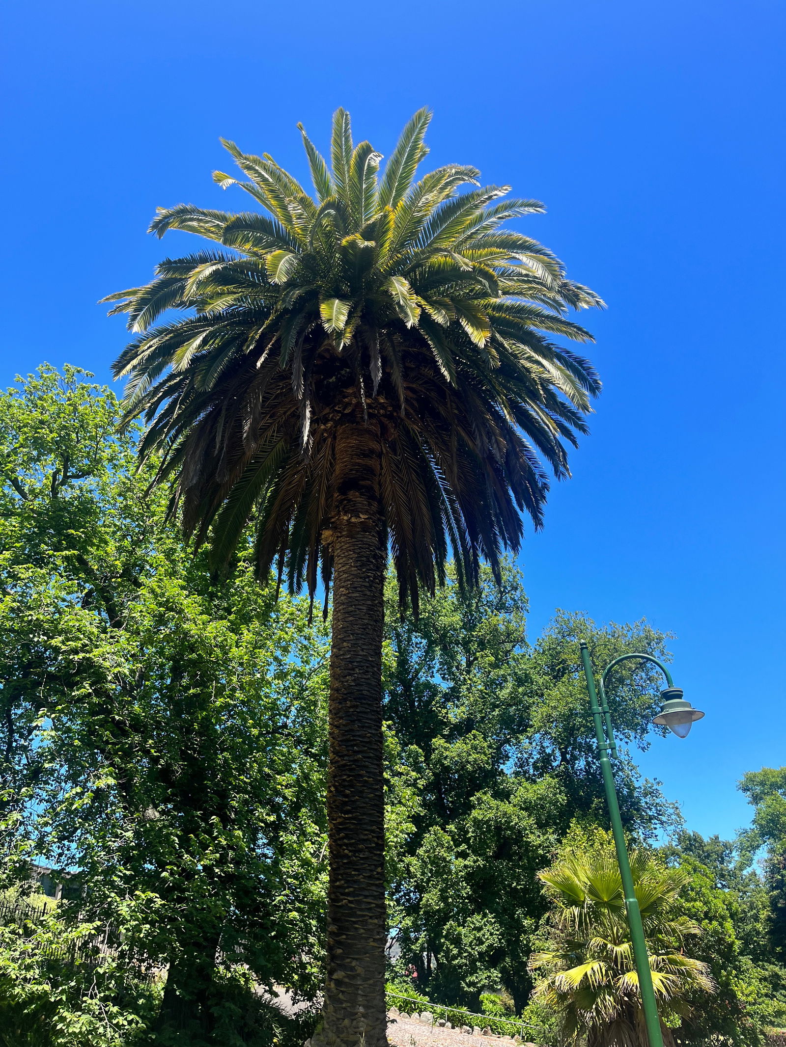 Ajax Alessandro photo