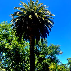 Ajax Alessandro photo