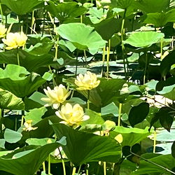 Angel Baby in Heaven