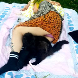 Cats and Companions: A Peek into Pet-Owner Relationships