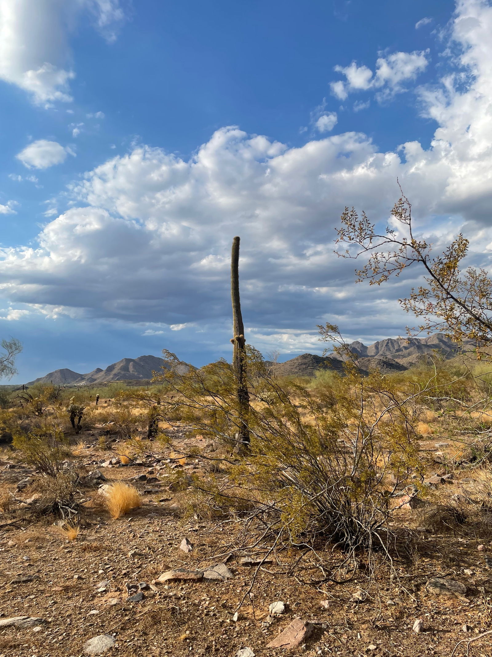 Zoie B (Nude Pics) photo