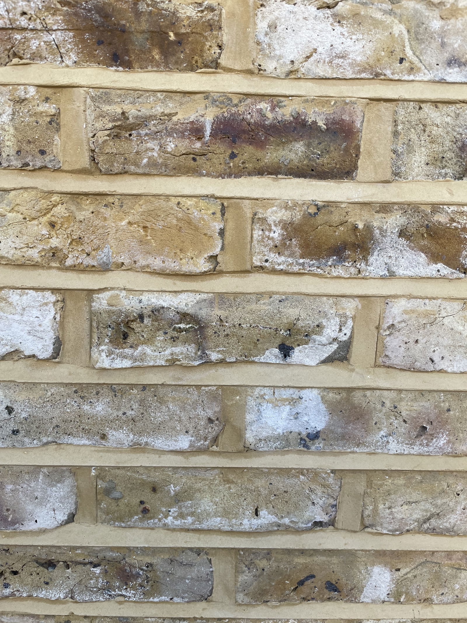 Amelie ⛓🕷 photo