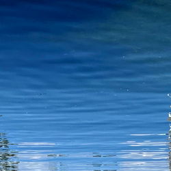 throatbully272free photo