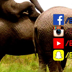 babor (ex Maire de Toulouse) photo