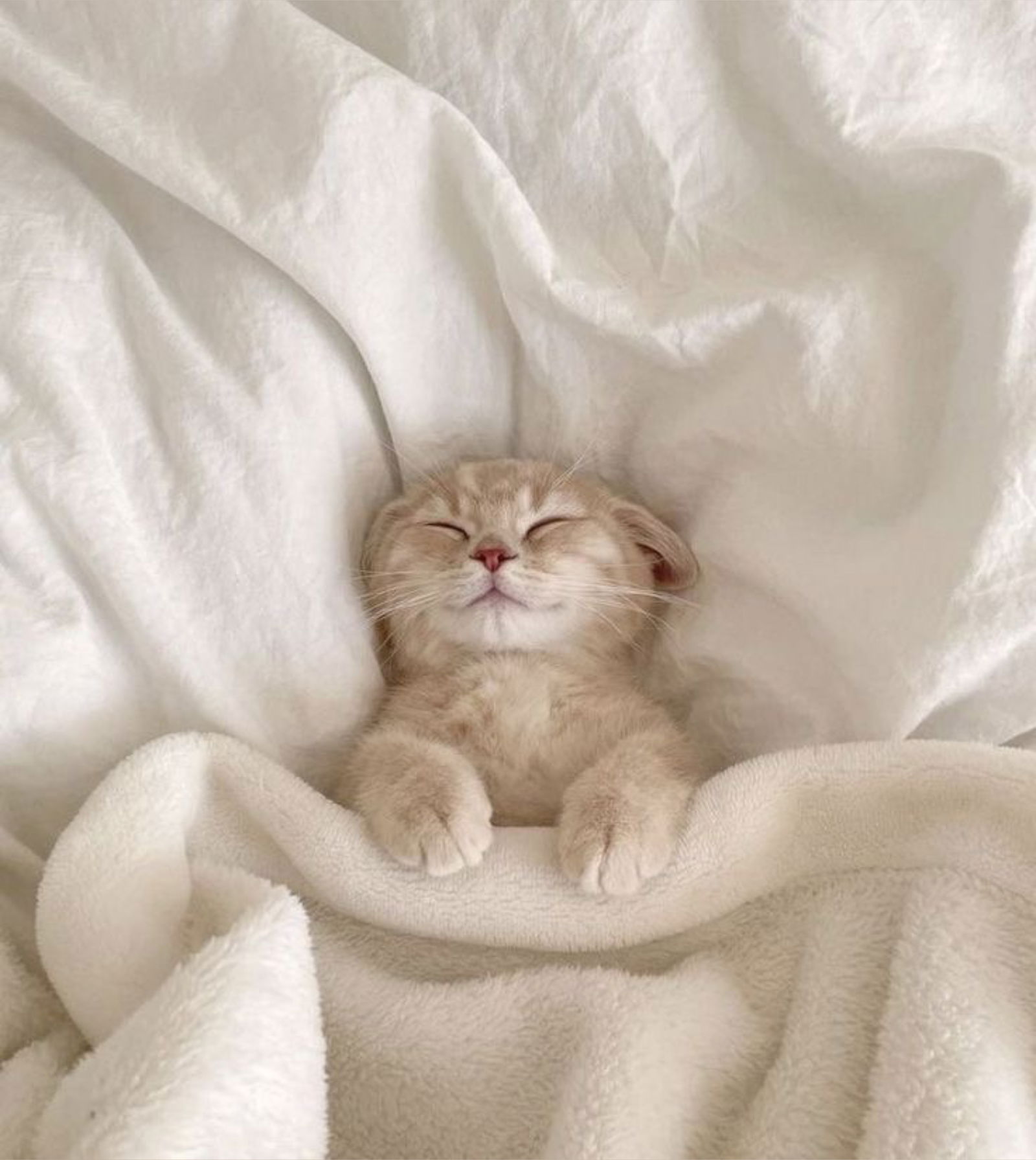 Your Angel 🪽 photo