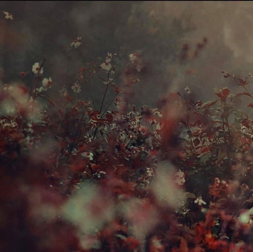 ᴬᴾᴼᴸᴸᴼ photo