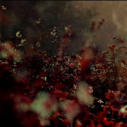 ᴬᴾᴼᴸᴸᴼ photo