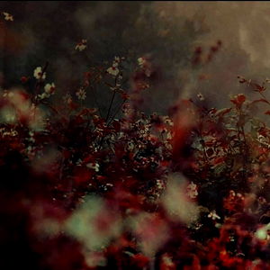 แดฌแดพแดผแดธแดธแดผ photo