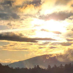 Adirondack Bear photo