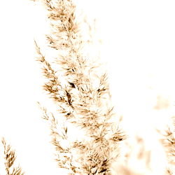 Explore Ava Cherry's Enthralling World on OnlyFans