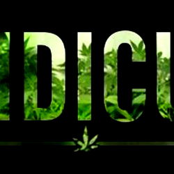 Indicud Strain Profile