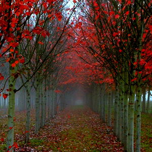 Schuyler Thrace photo