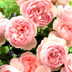 Alice Lovegrave photo