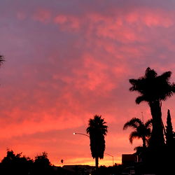 A Sunset Scene with Palm Trees and Pink Sky