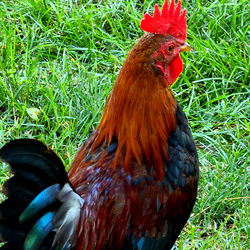 Red Rooster in Grass