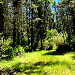 Hannah 🌳 Fetish Goddess photo