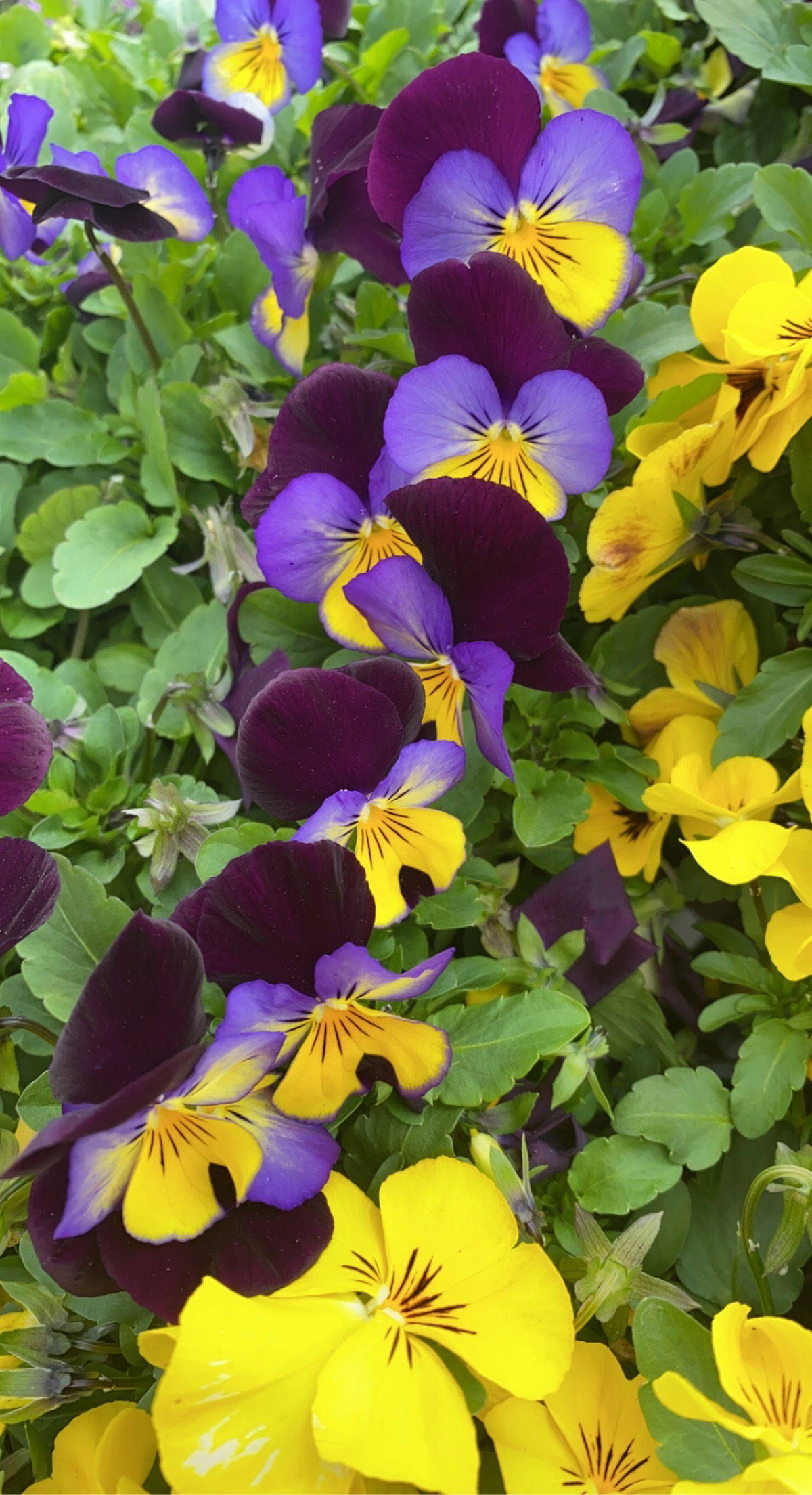 Jameson Startum photo