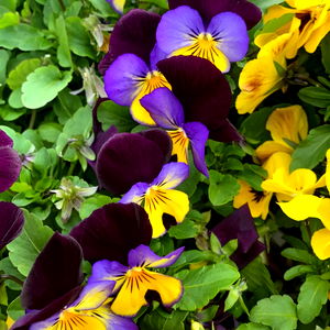 Jameson Startum photo