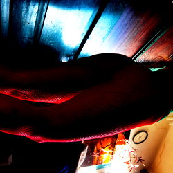 ♦️🌬️ Luna Mazikeen🍃♦️ photo