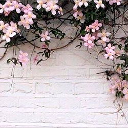 Tattooed Princess โจ photo