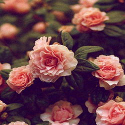 Romo Love โค๏ธ photo