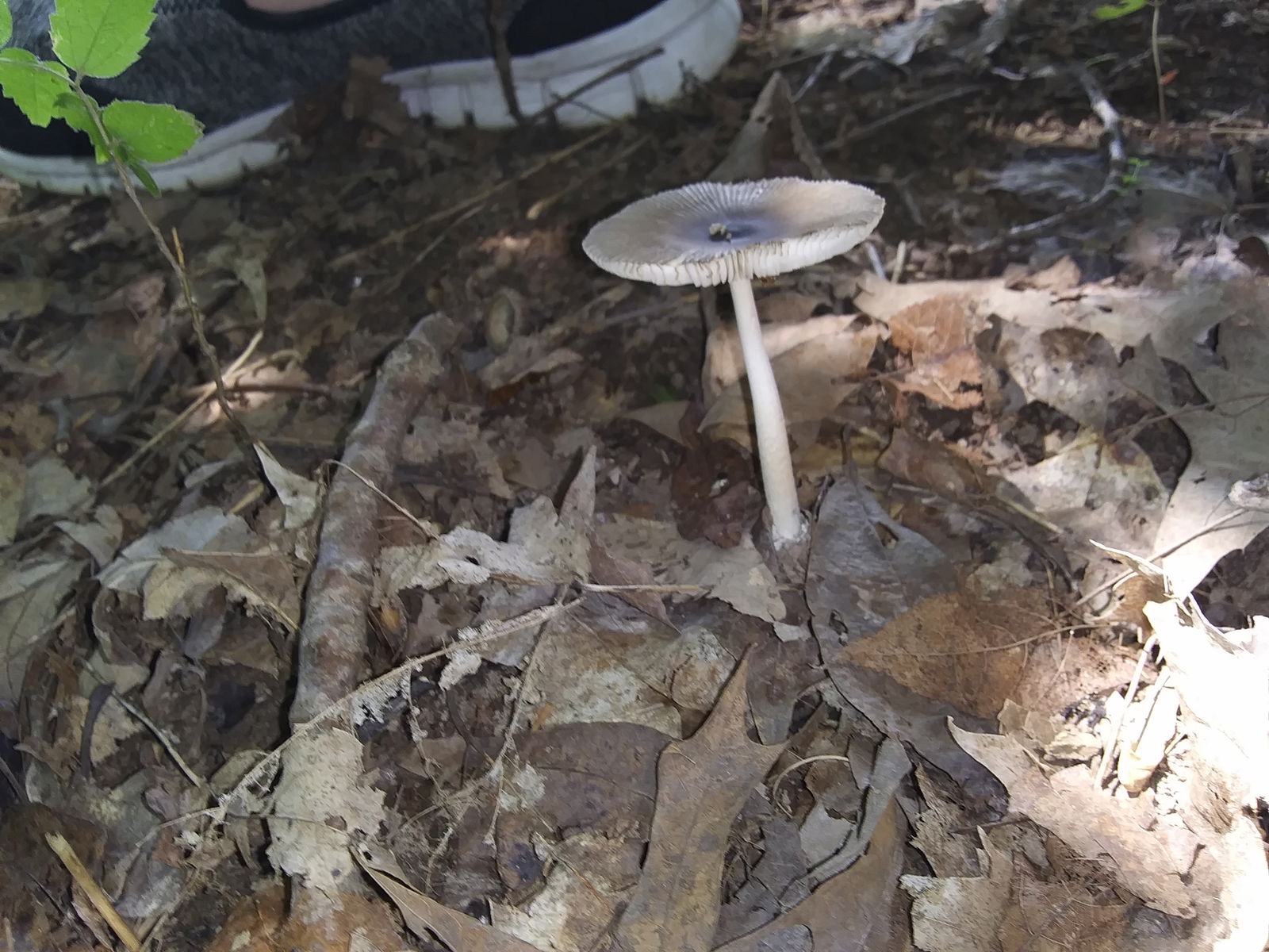 FiendlyFriendly photo