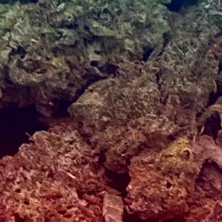 Close-up view of marijuana plant