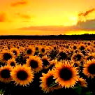 Research Project photo